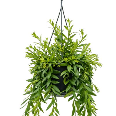 Lipstickplant – ‘Japhrolepis’ Hanger
