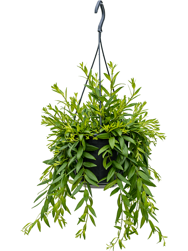 Lipstickplant – ‘Japhrolepis’ Hanger kopen bij Plantscount