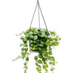 Lipstickplant – ‘Pink Polka’ Hanger