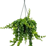 Lipstickplant – ‘Rasta’ Hanger