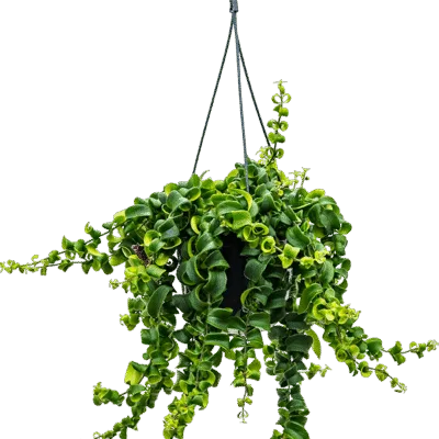 Lipstickplant – ‘Rasta’ Hanger