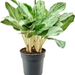Aglaonema – ‘Horizon’ Toef
