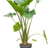 Alocasia 'Portodora'