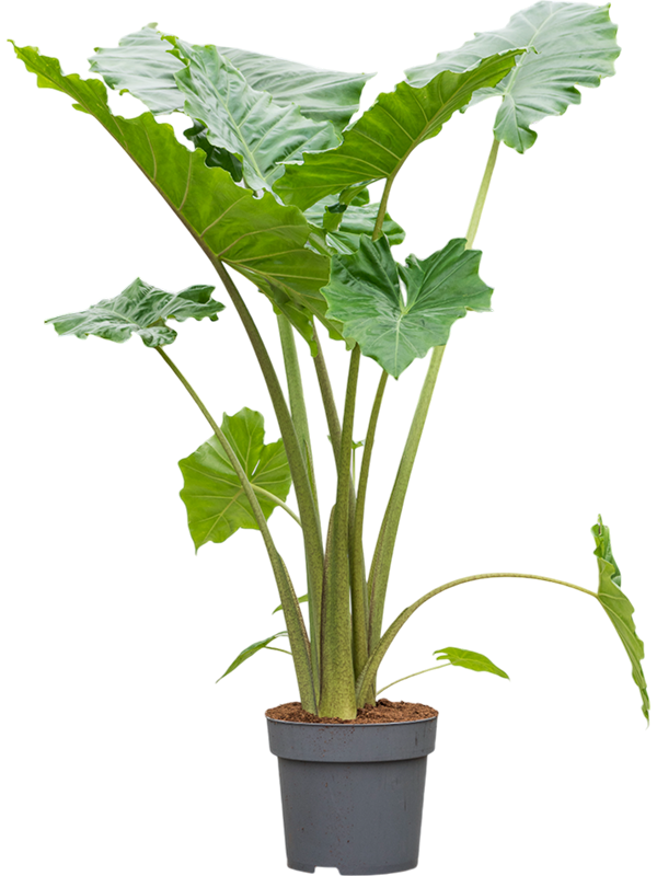 Alocasia kopen bij Plantscount