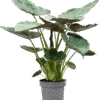 Alocasia Wentii