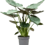 Alocasia Wentii