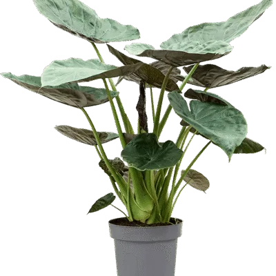 Alocasia Wentii
