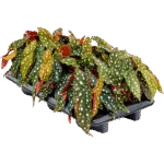 Begonia 'Maculata' 6/tray
