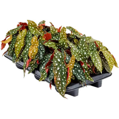 Begonia 'Maculata' 6/tray