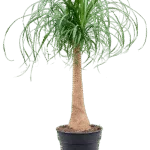 Olifantspoot – Stam