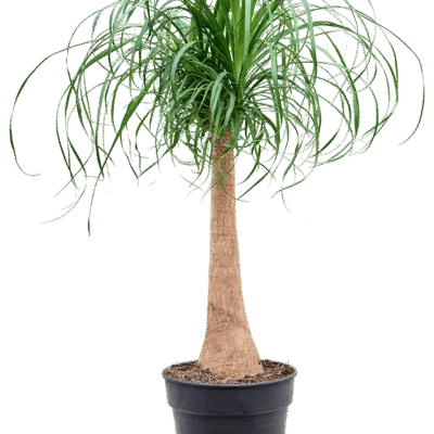 Olifantspoot – Stam