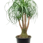 Olifantspoot (Beaucarnea recurvata)