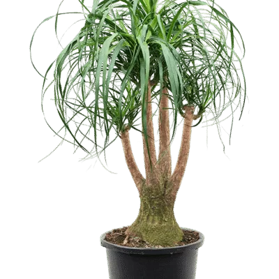 Beaucarnea recurvata