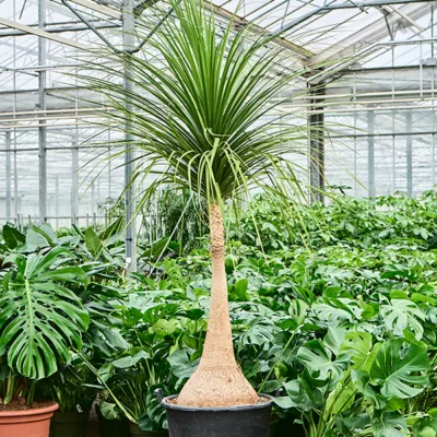 Olifantspoot – ‘Nolina’ Stam