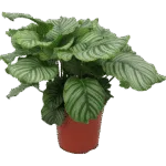 Calathea Orbifolia – Bush