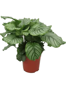 Calathea Struik
