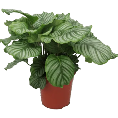 Calathea Orbifolia – Bush kopen bij Plantscount