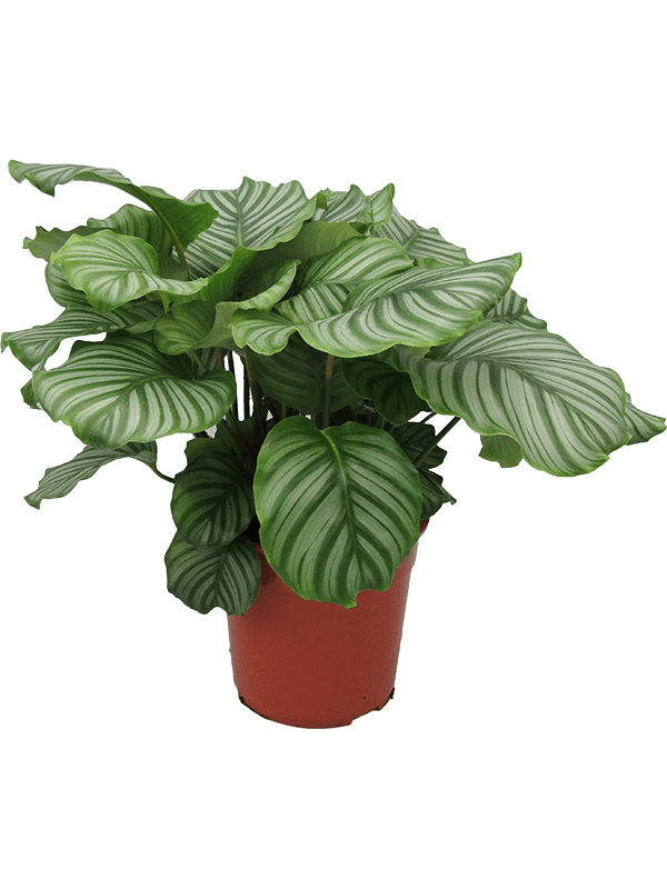 Calathea kopen bij Plantscount