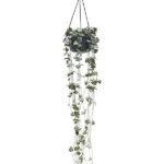 Ceropegia woodii Hanger