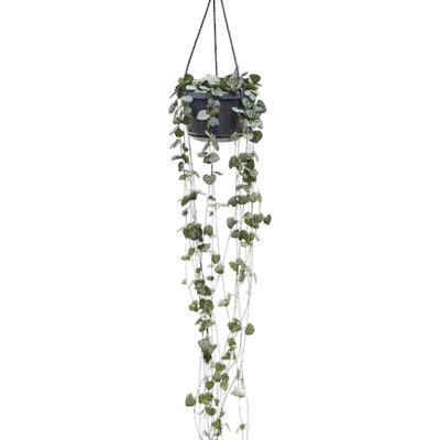 Ceropegia woodii Hanger