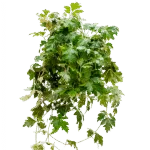 Koningswingerd – ‘Ellen Danica’ Hanger