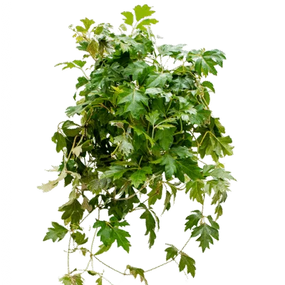 Koningswingerd – ‘Ellen Danica’ Hanger