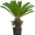 Sagopalm – Stam (40)