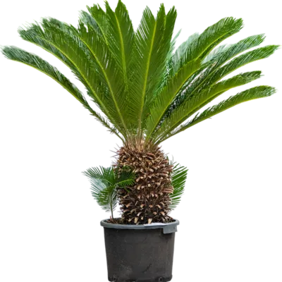 Sagopalm – Stam (40)