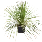 Dasylirion Stam (Dasylirion miquihuanensis)