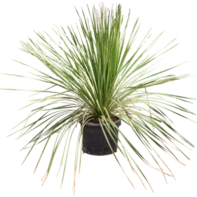 Dasylirion Stam (Dasylirion miquihuanensis)