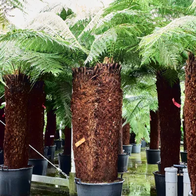 Boomvaren – Stam 180 speciaal