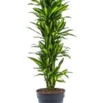 Drakenbloedboom – ‘Cintho’ Vertakt-multi