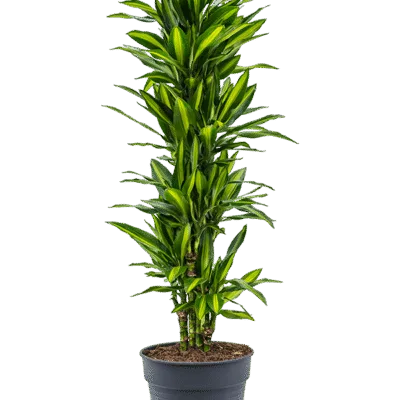 Drakenbloedboom – ‘Cintho’ Vertakt-multi