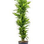 Drakenbloedboom – ‘Cintho’ Vertakt-multi