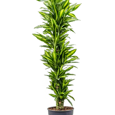 Drakenbloedboom – ‘Cintho’ Vertakt-multi