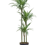 Drakenbloedboom – ‘Warneckei’