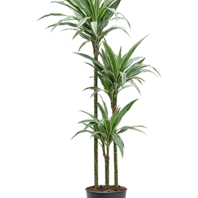 Dracaena deremensis 'Warneckei'