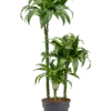 Dracaena fragrans 'Dorado' 60-30-15