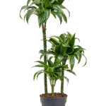 Dracaena fragrans 'Dorado' 60-30-15