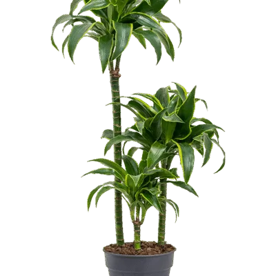 Dracaena fragrans 'Dorado'