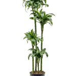 Drakenbloedboom – ‘Dorado’ 120-90-60-30