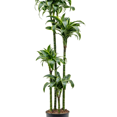 Drakenbloedboom – ‘Dorado’ 120-90-60-30