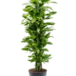 Drakenbloedboom – ‘Golden Coast’ Vertakt-multi