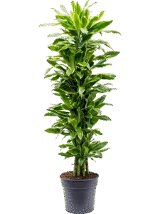 Dracaena Marginata Vertakt