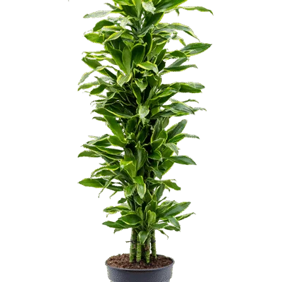 Drakenbloedboom – ‘Golden Coast’ Vertakt-multi