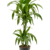 Dracaena fragrans - Stam - 90