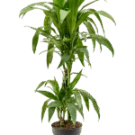 Drakenbloedboom – ‘Janet Craig’ 45-15