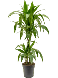 Dracaena Marginata Stam