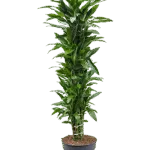 Drakenbloedboom – ‘Janet Lind’ Vertakt-multi