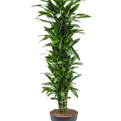 Drakenbloedboom – ‘Janet Lind’ Vertakt-multi